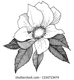 Wild rose in a vector style isolated. Full name of the plant: rose. Vector flower for background, texture, wrapper pattern, frame or border.