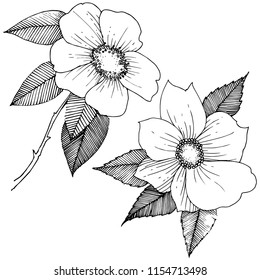Wild rose in a vector style isolated. Full name of the plant: rose. Vector flower for background, texture, wrapper pattern, frame or border.
