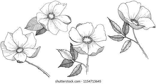 Wilde Rose im Vektorstil einzeln. Vollständiger Name der Pflanze: Rose. Vektorblume für Hintergrund, Textur, Wrapper-Muster, Rahmen oder Rahmen.