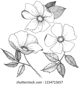 Wild rose in a vector style isolated. Full name of the plant: rose. Vector flower for background, texture, wrapper pattern, frame or border.