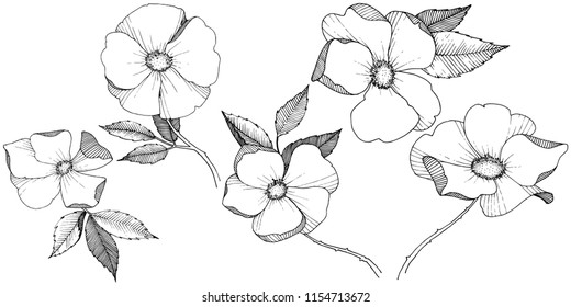 Wild rose in a vector style isolated. Full name of the plant: rose. Vector flower for background, texture, wrapper pattern, frame or border.