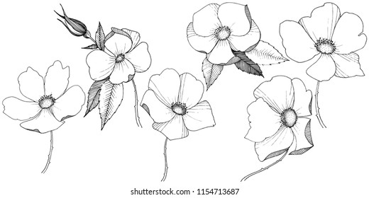 Wild rose in a vector style isolated. Full name of the plant: rose. Vector flower for background, texture, wrapper pattern, frame or border.