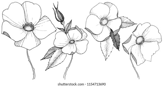 Wild rose in a vector style isolated. Full name of the plant: rose. Vector flower for background, texture, wrapper pattern, frame or border.