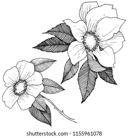 Wild rose in a vector style isolated. Full name of the plant: rose. Vector flower for background, texture, wrapper pattern, frame or border.