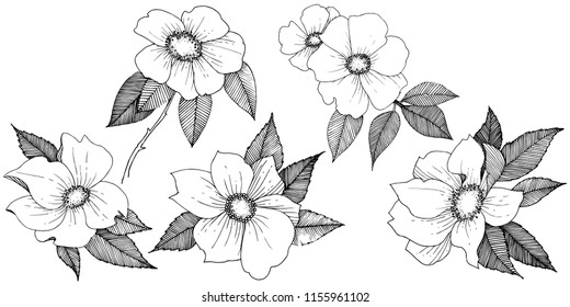 Wild rose in a vector style isolated. Full name of the plant: rose. Vector flower for background, texture, wrapper pattern, frame or border.