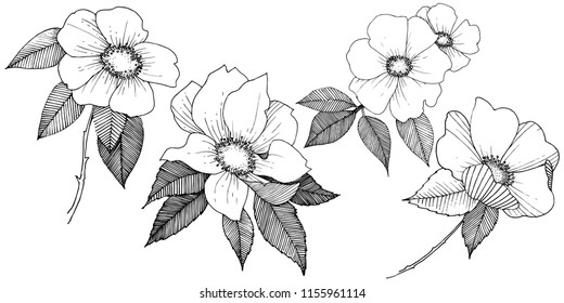 Wild rose in a vector style isolated. Full name of the plant: rose. Vector flower for background, texture, wrapper pattern, frame or border.