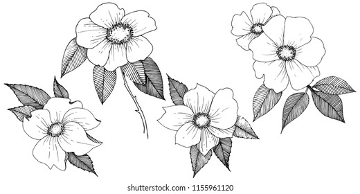 Wild rose in a vector style isolated. Full name of the plant: rose. Vector flower for background, texture, wrapper pattern, frame or border.