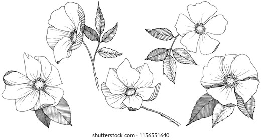 Wild rose in a vector style isolated. Full name of the plant: rose. Vector flower for background, texture, wrapper pattern, frame or border.