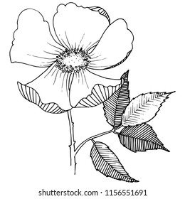 Wild rose in a vector style isolated. Full name of the plant: rose. Vector flower for background, texture, wrapper pattern, frame or border.