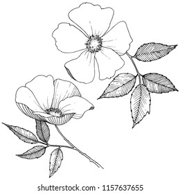 Wild rose in a vector style isolated. Full name of the plant: rose. Vector flower for background, texture, wrapper pattern, frame or border.