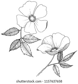 Wild rose in a vector style isolated. Full name of the plant: rose. Vector flower for background, texture, wrapper pattern, frame or border.
