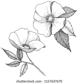 Wild rose in a vector style isolated. Full name of the plant: rose. Vector flower for background, texture, wrapper pattern, frame or border.