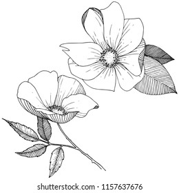 Wild rose in a vector style isolated. Full name of the plant: rose. Vector flower for background, texture, wrapper pattern, frame or border.