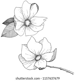 Wild rose in a vector style isolated. Full name of the plant: rose. Vector flower for background, texture, wrapper pattern, frame or border.