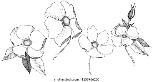 Wild rose in a vector style isolated. Full name of the plant: rose. Vector flower for background, texture, wrapper pattern, frame or border.