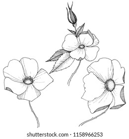Wild rose in a vector style isolated. Full name of the plant: rose. Vector flower for background, texture, wrapper pattern, frame or border.