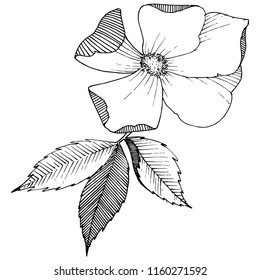 Wild rose in a vector style isolated. Full name of the plant: rose. Vector flower for background, texture, wrapper pattern, frame or border.
