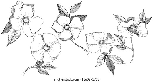 Wild rose in a vector style isolated. Full name of the plant: rose. Vector flower for background, texture, wrapper pattern, frame or border.