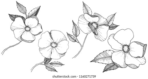 Wild rose in a vector style isolated. Full name of the plant: rose. Vector flower for background, texture, wrapper pattern, frame or border.