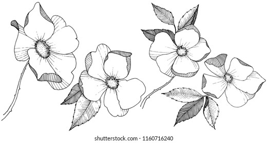 Wild rose in a vector style isolated. Full name of the plant: rose. Vector flower for background, texture, wrapper pattern, frame or border.