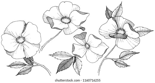 Wild rose in a vector style isolated. Full name of the plant: rose. Vector flower for background, texture, wrapper pattern, frame or border.