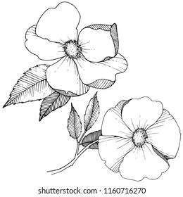 Wild rose in a vector style isolated. Full name of the plant: rose. Vector flower for background, texture, wrapper pattern, frame or border.