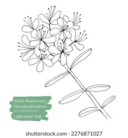 Wildes Rosemary oder Rhododendron tomentosum oder Labrador Tee Vektorgrafik. Handgezeichnet, Line Art.