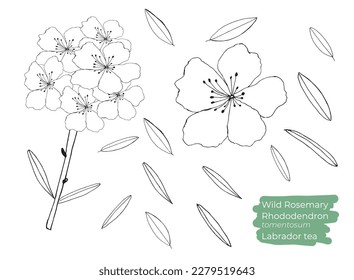 Wildes Rosemary oder Rhododendron tomentosum oder Labrador Tee Vektorgrafik. Handgezeichnet, Linienkunst. Zweig mit Blättern und Blumen.