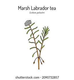 Wild Rosemary (Rhododendron tomentosum), or Marsh Labrador tea, medicinal plant. Hand drawn vector illustration