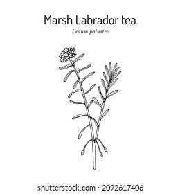 Wild Rosemary (Rhododendron tomentosum), or Marsh Labrador tea, medicinal plant. Hand drawn vector illustration