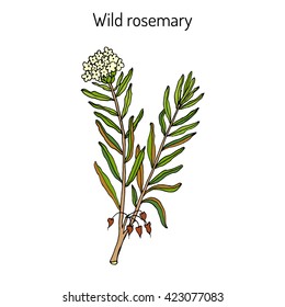 Wild Rosemary (Rhododendron tomentosum), or Marsh Labrador tea, northern Labrador tea. Hand drawn vector illustration