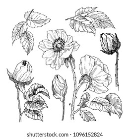 Wild roses blossom branch isolated on white. Vintage botanical hand drawn illustration. Spring flowers of garden rose, dog rose. Vector design