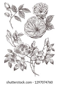 Wild roses blossom branch isolated on white. Vintage botanical hand drawn illustration. Spring flowers of garden rose, dog rose. Vector design. Can use for greeting cards, wedding invitations