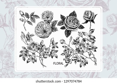 Wild roses blossom branch isolated on white. Seamless pattern on back. Vintage botanical hand drawn illustration. Spring flowers of garden rose, dog rose. Vector design. Can use for greeting cards