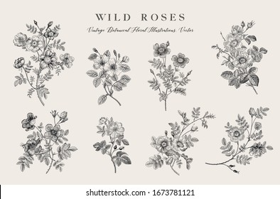 Wild roses. Botanical floral vector illustration. Black and white  