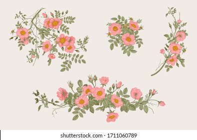 Wild roses. Botanical floral vector illustration. Set  