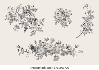 rosas salvajes. Ilustración del vector floral botánico. Establecer. Negro y blanco  