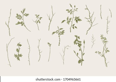 Wild roses. Floral elements. Botanical vector illustration. Twigs, sticks