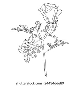 Wild roses flower with leaves. Black ink line art hand drawn illustration for card, logo or wedding invitations. Elegance vector, isolated on white background