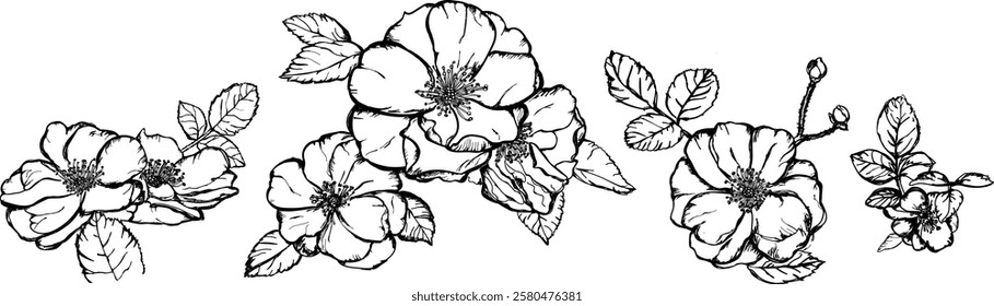 Wild roses hand drawn vitage illustration, black outline. Vector illustration isolated on white background.