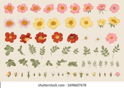 Wild roses. Independent floral elements. Flowers, leaves, buds. Botanical vector illustration. 