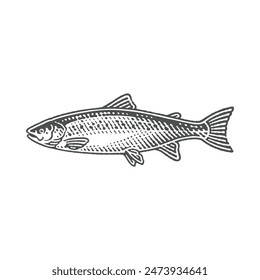 Wild salmon, fish. Hand drawn engraving style vector illustrations.	