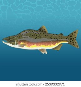 Wild Salmon Fish Vector Image