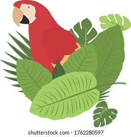 Wild scarlet macaw and green leaves around. White solid background. Wildlife of Brazil.