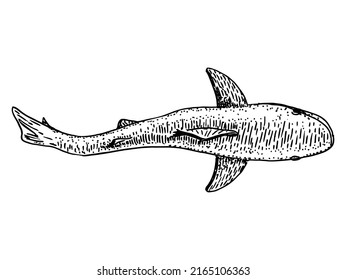 159 Shark top view Stock Vectors, Images & Vector Art | Shutterstock