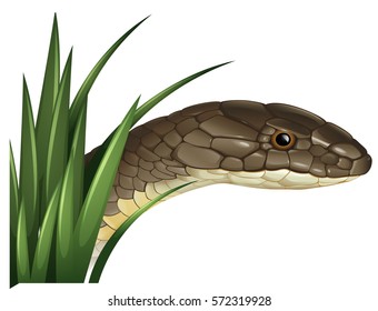 Wild snake behind the bush illustration