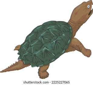 Wild Snapping Turtle Vector Illustration