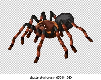 Wild spider on transparent background illustration