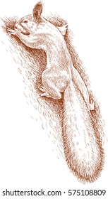 wild squirrel on a tree trunk