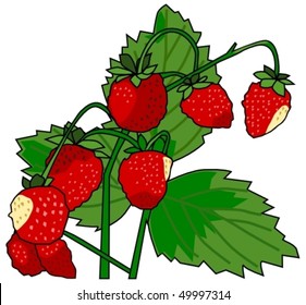 wild strawberries